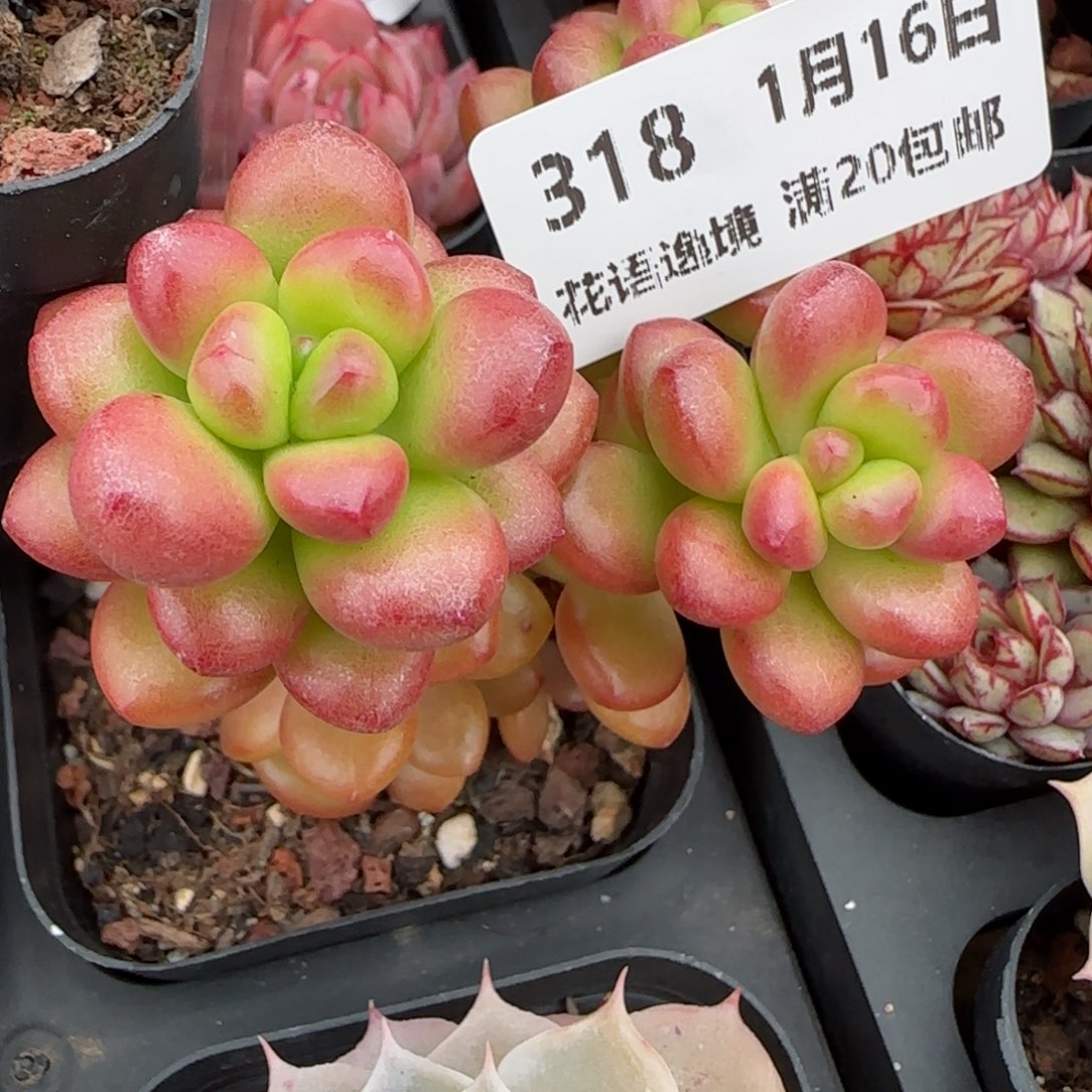 花语逸镜0116-318松果