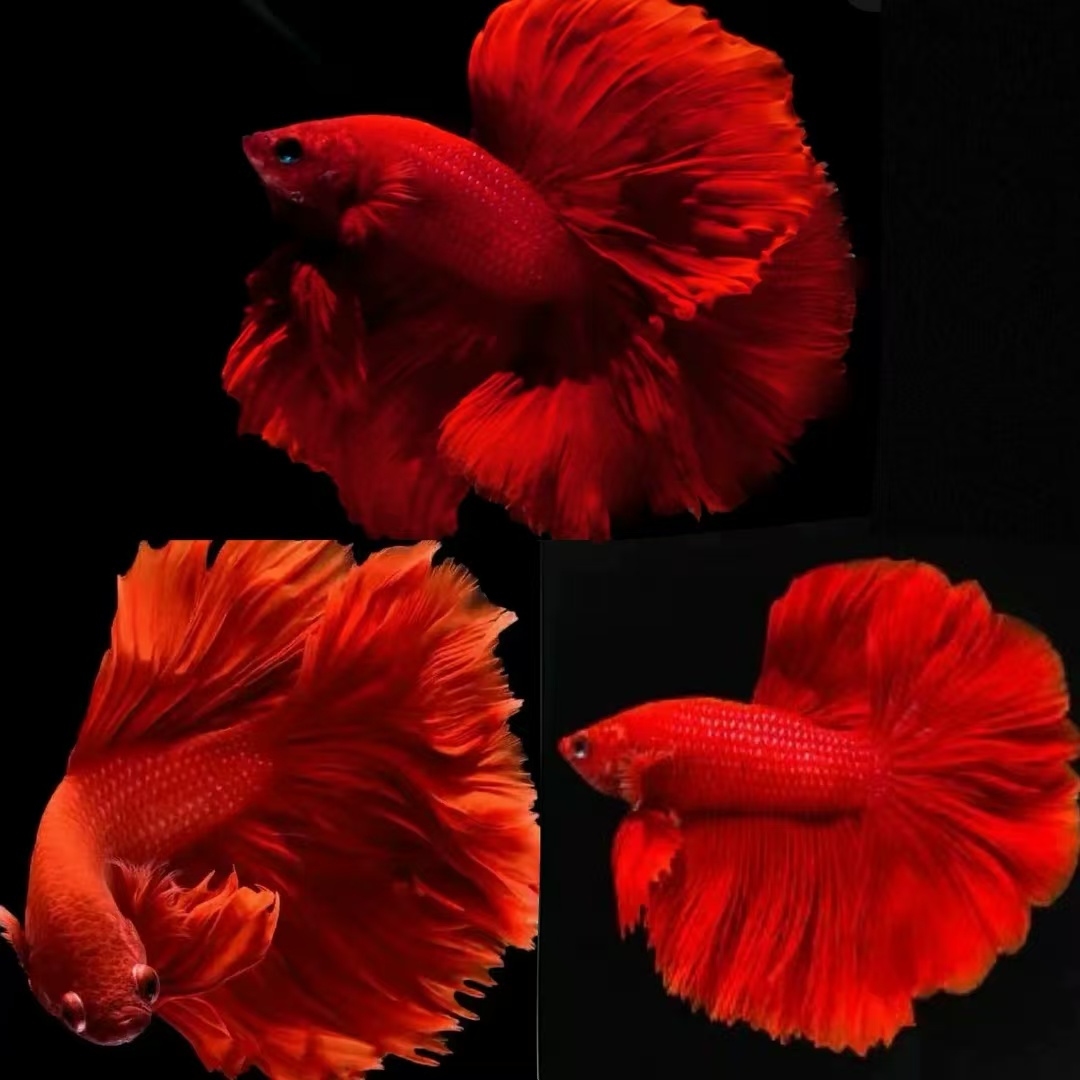 30公分左右蝴蝶鲤