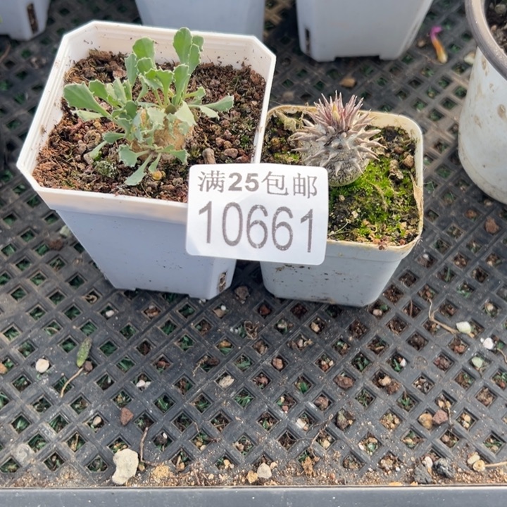 格加661，一物一拍带盆