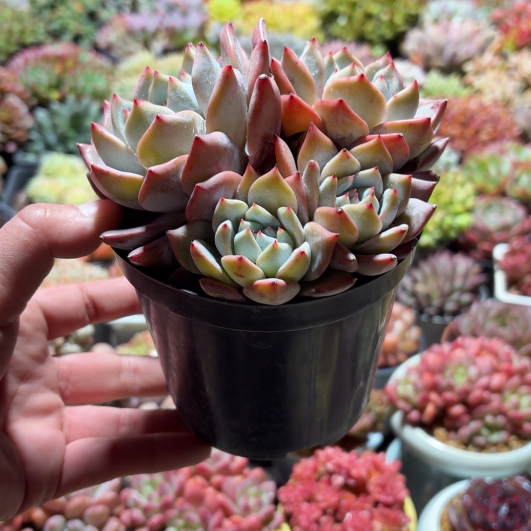 粉蓝鸟多肉整群11㎝盆特价