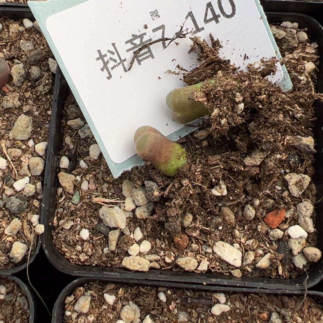 7-140量拍粉红女郎风铃一颗