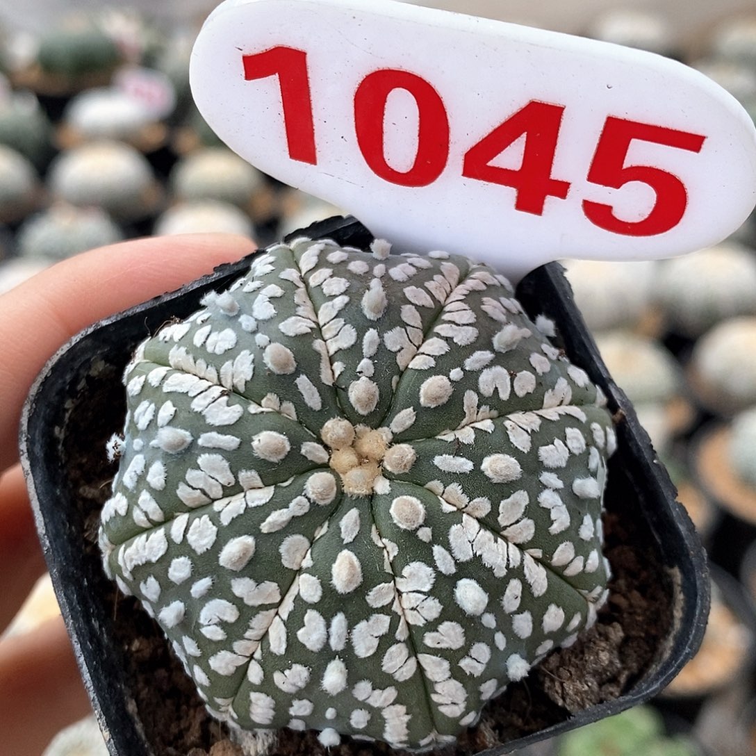 1045海星兜系列产品