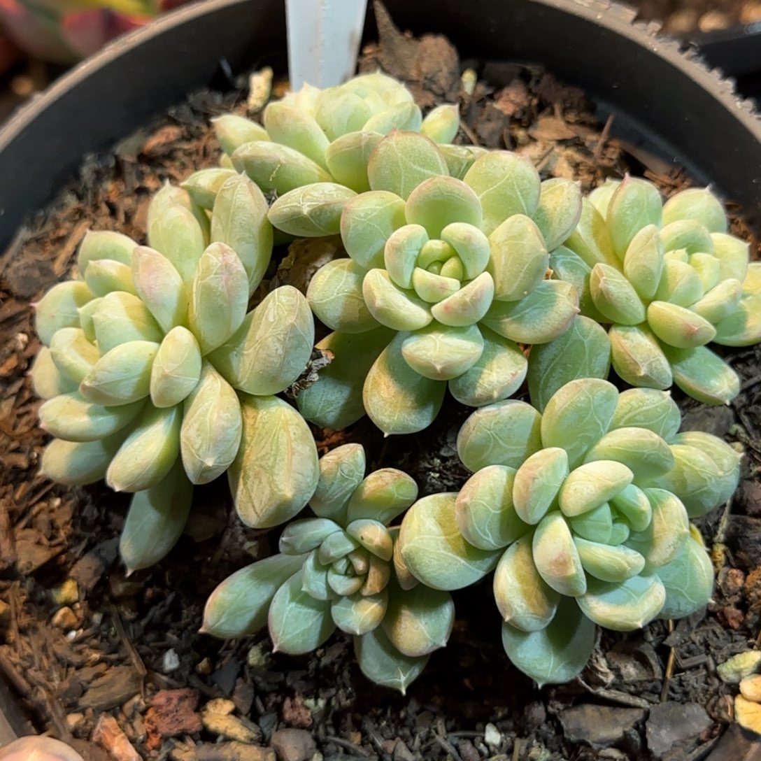百搭翡翠惊鸿一物一拍包装收缩花旱424