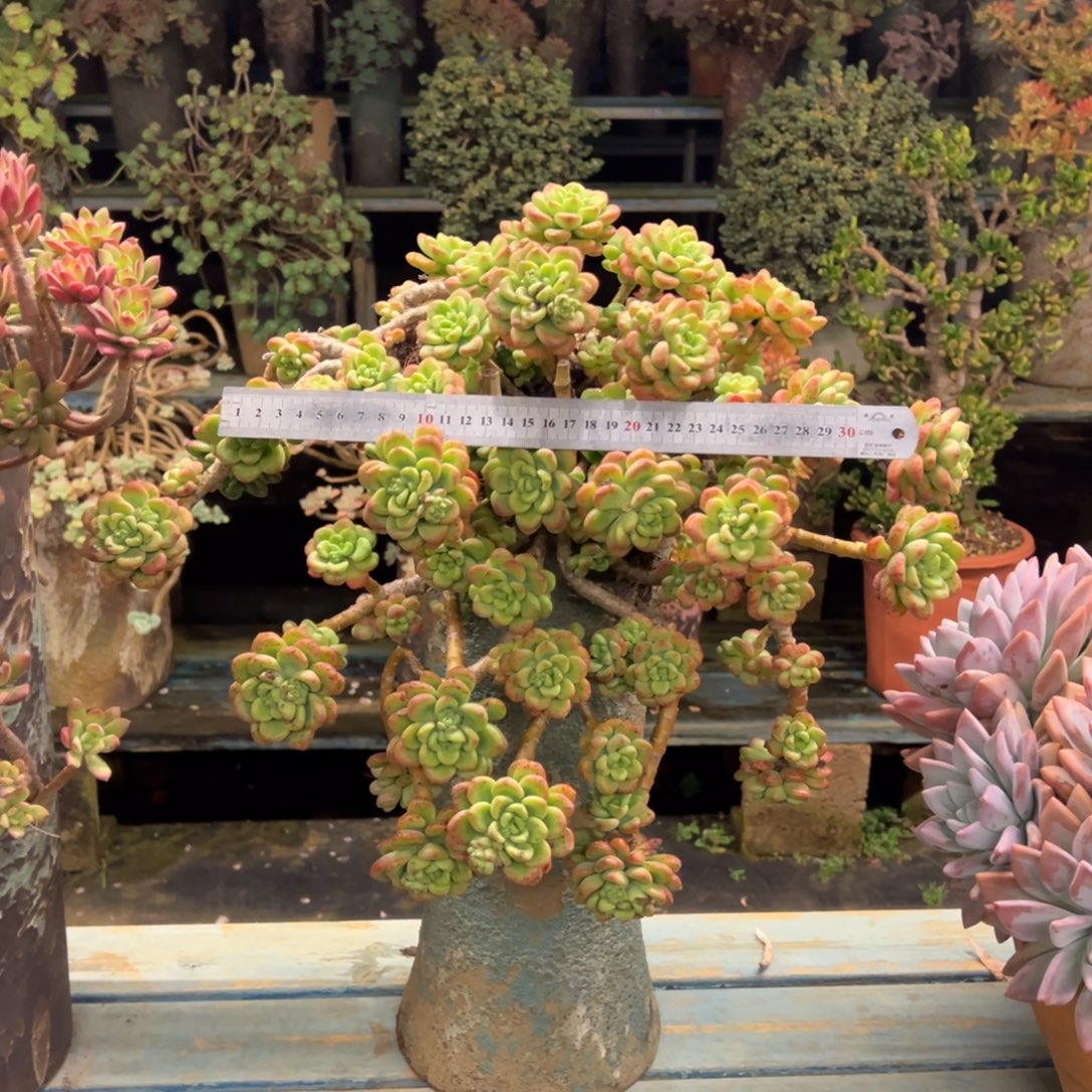 露养老桩香格里拉加盆