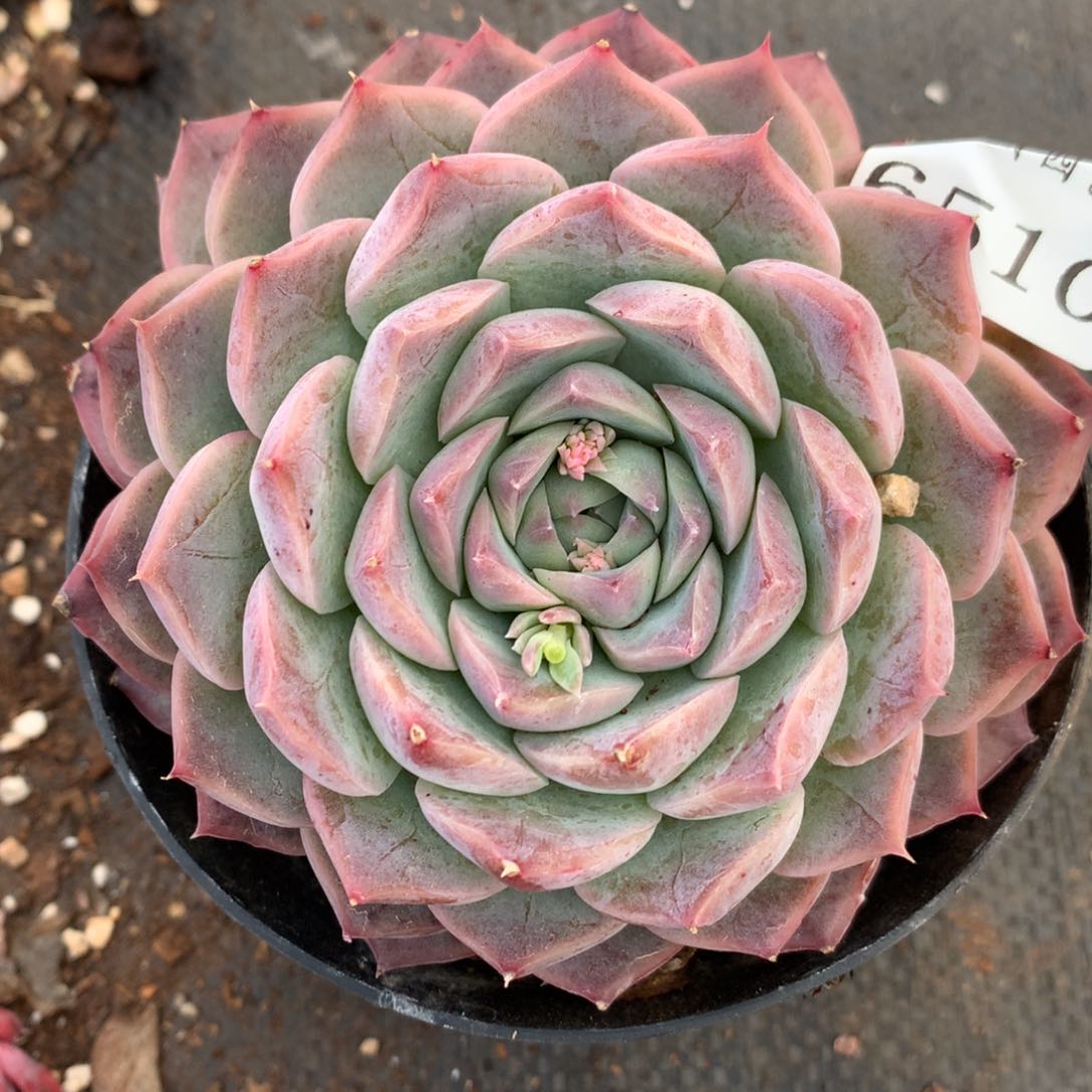 6510杂交多肉植物