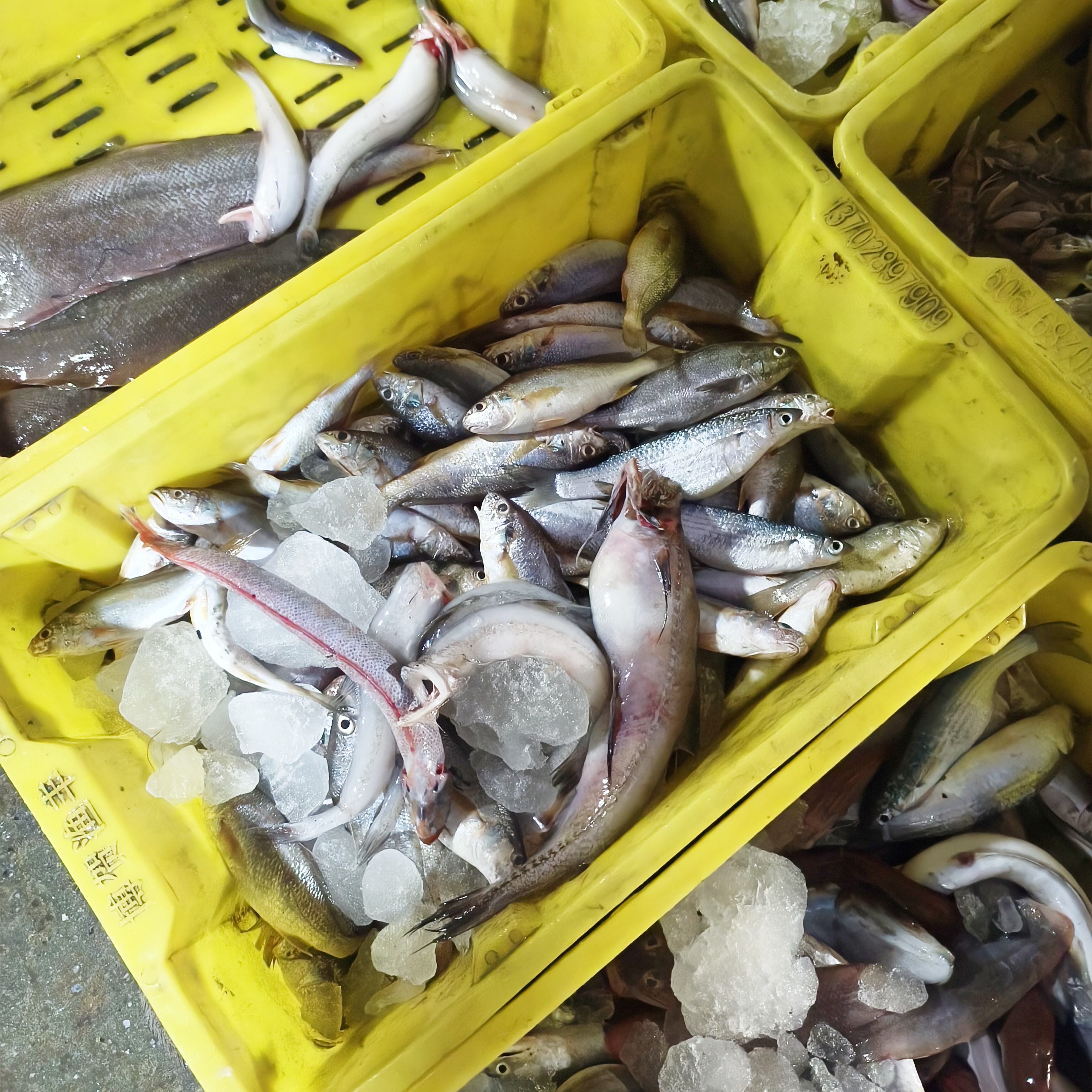 【现场代买拍下不退款】博贺港海鱼海鲜野生各种鱼类代买