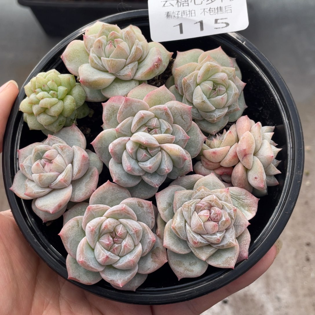 二***赵云糖心多肉植物115