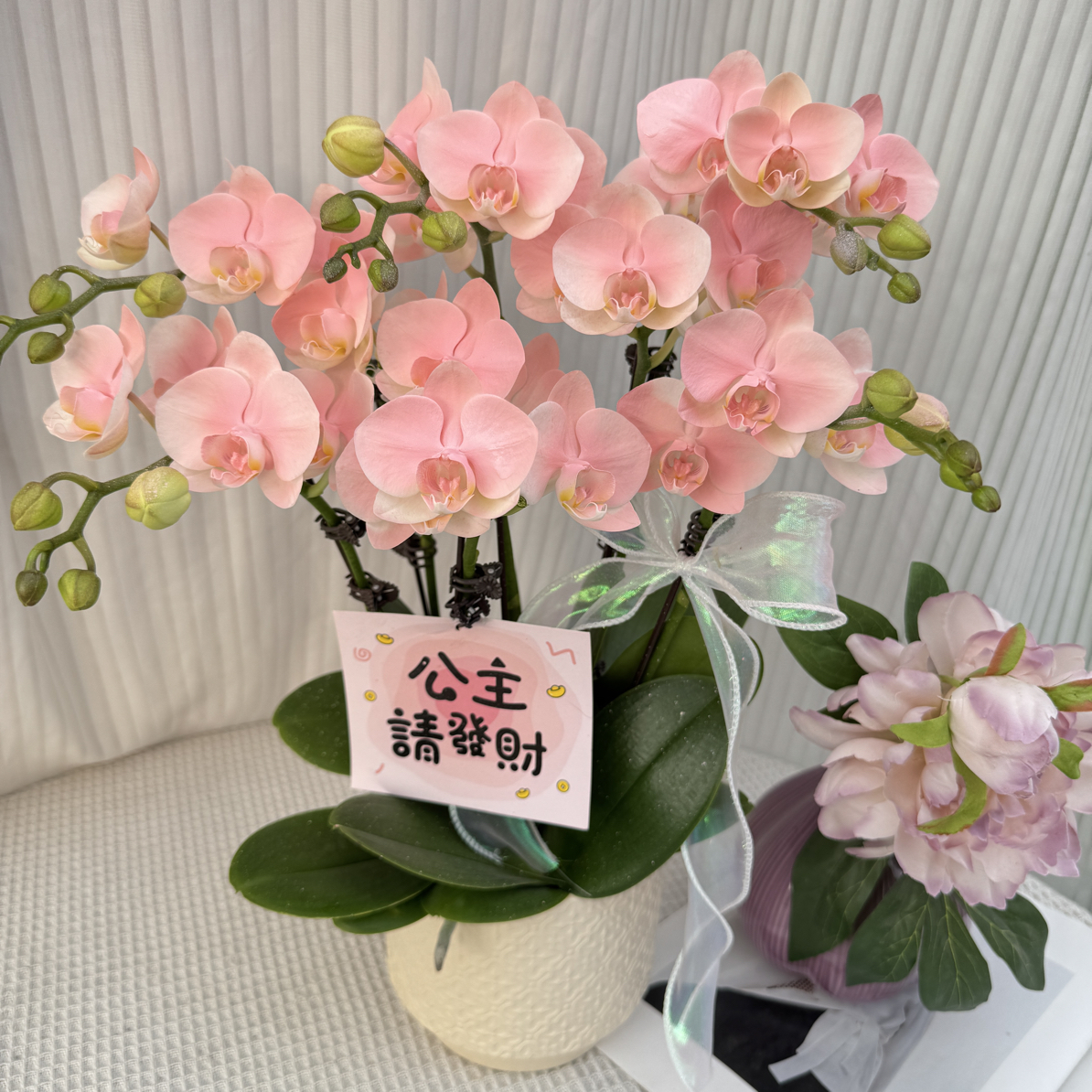 蝴蝶兰《火烈鸟》鲜活绿植  带花带花苞艺术喷染工艺 室内盆栽