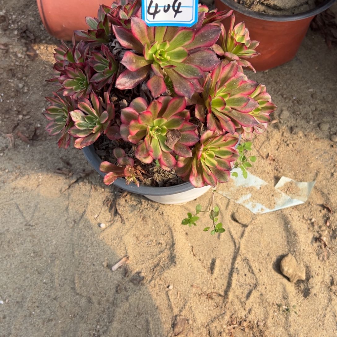 404美姬多肉植物法师