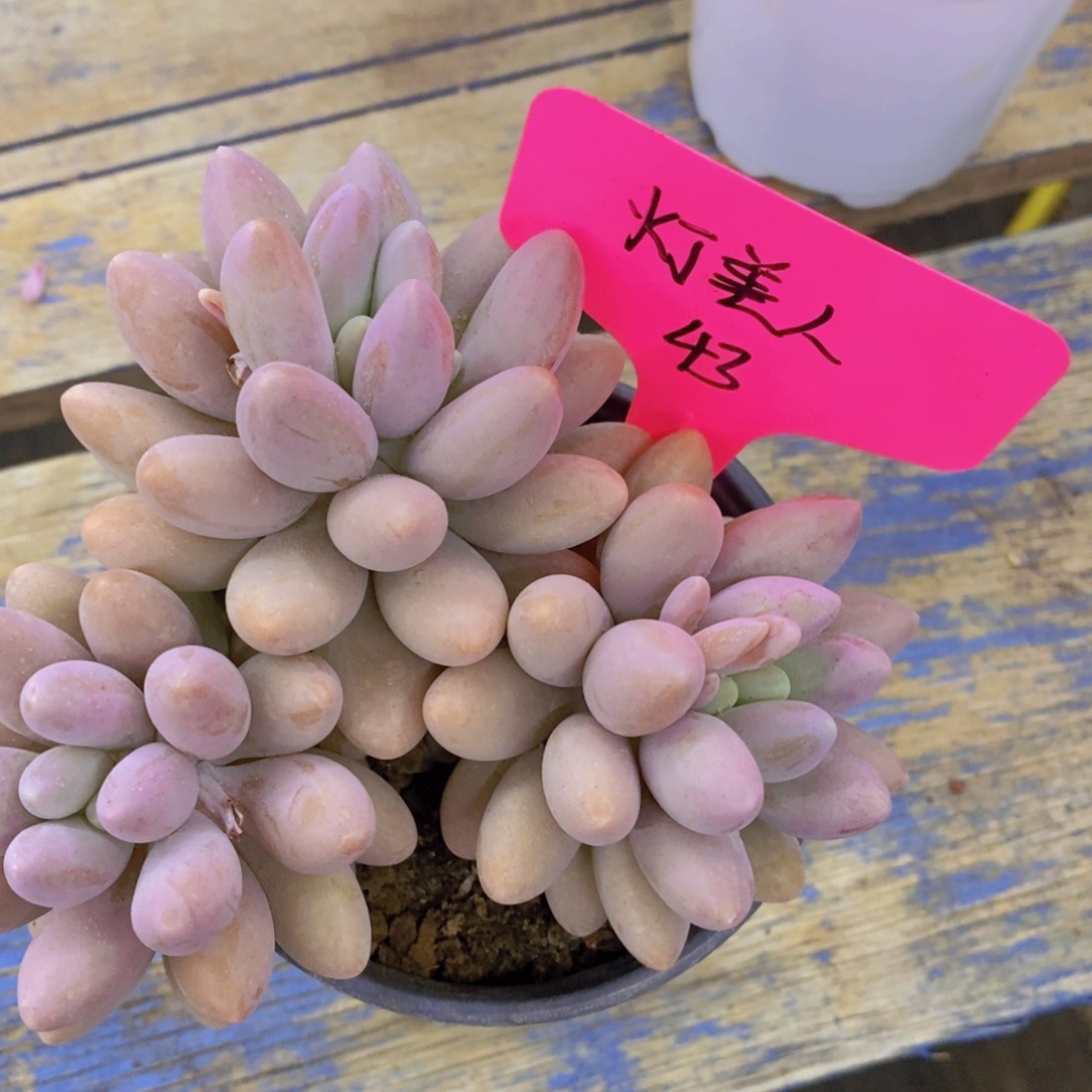 开心多肉，一物一拍，福利