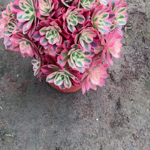 多肉植物粉女巫锦。