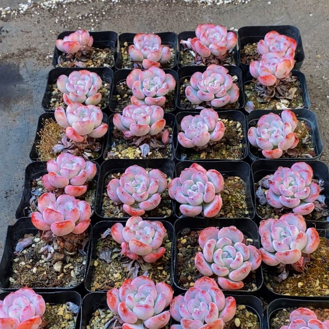 802点人气爆棚啦。