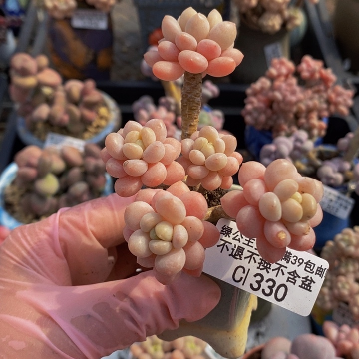 鱼子酱老桩有砍6cm330多肉植物