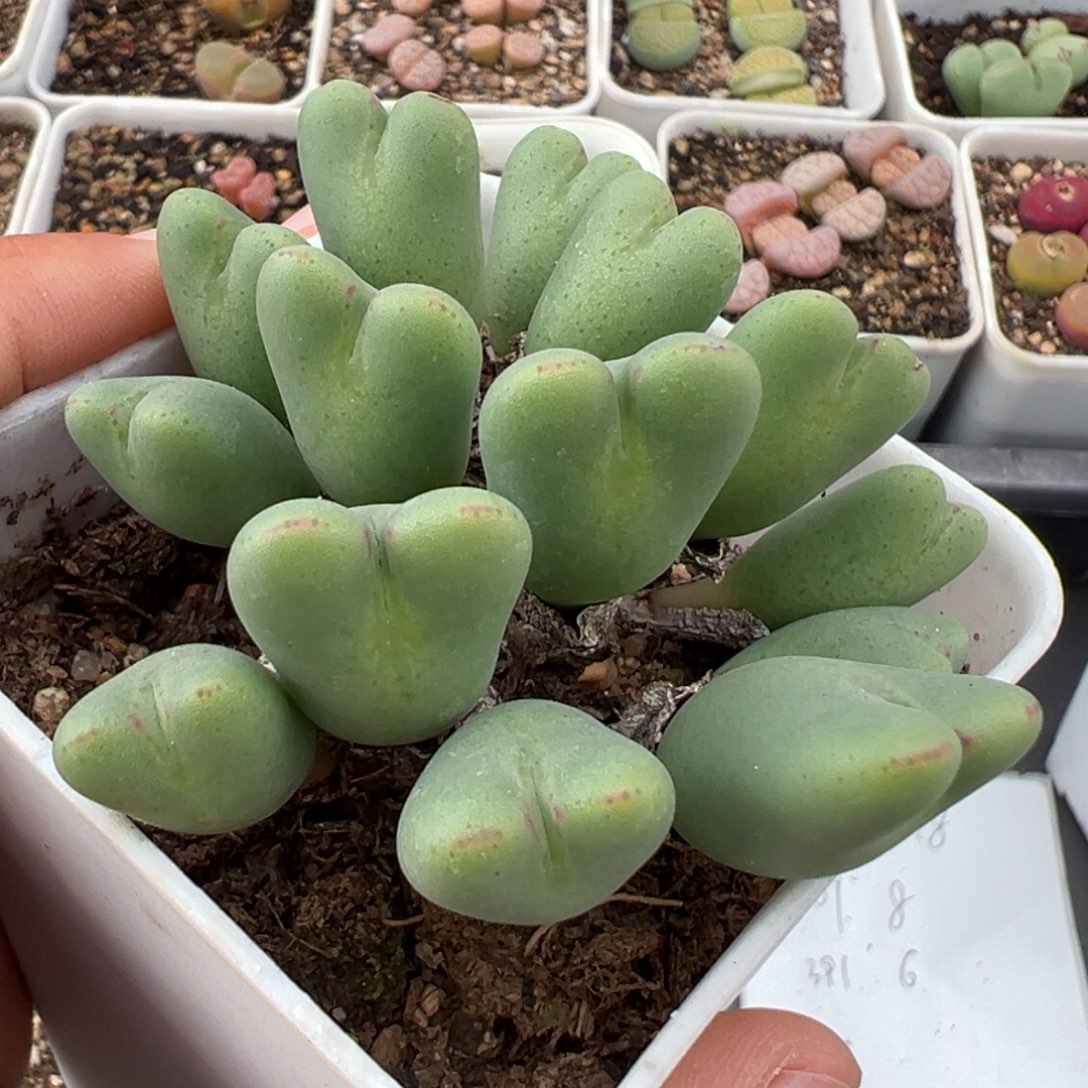 1.23好看的多肉441