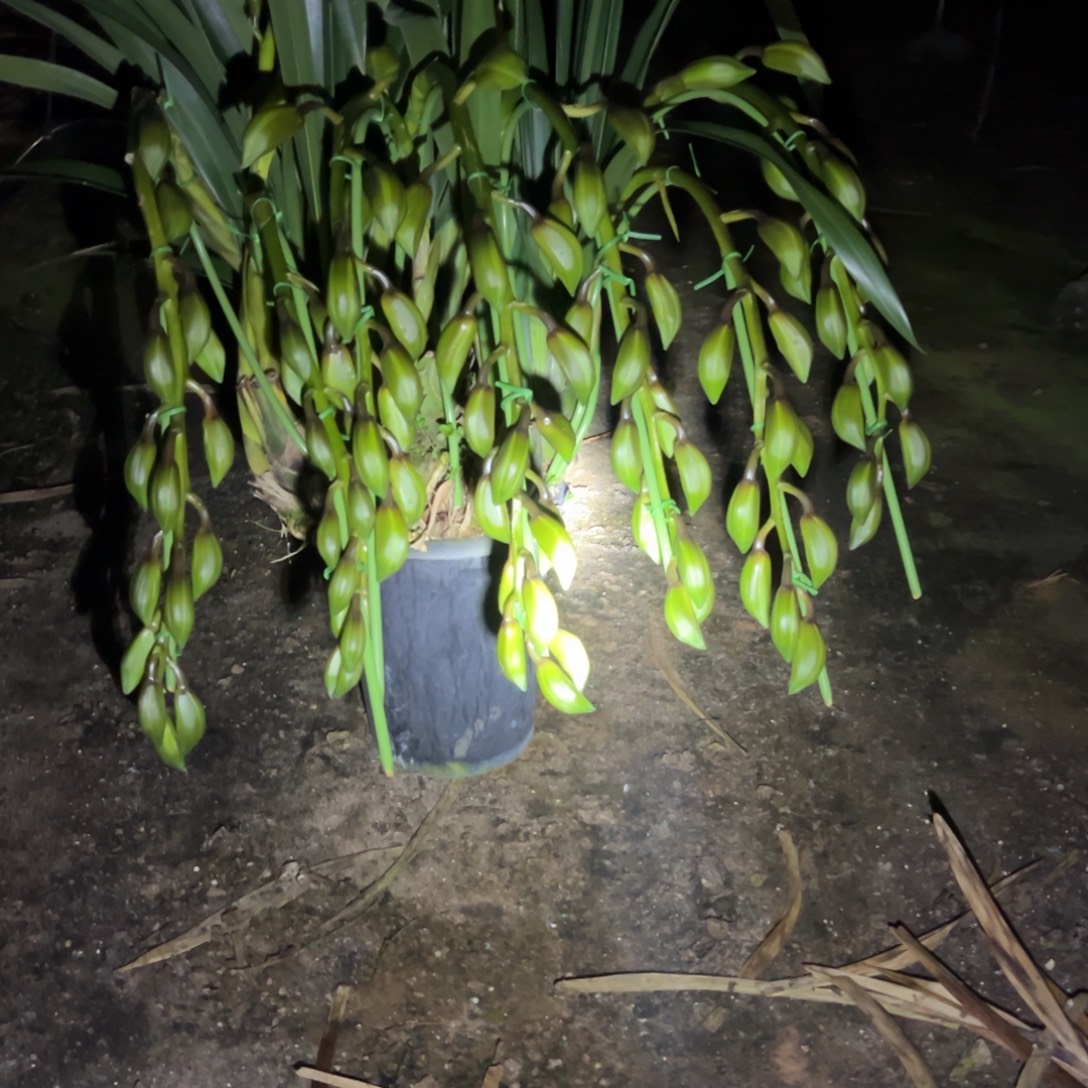 完全开放大花蕙兰玉关音