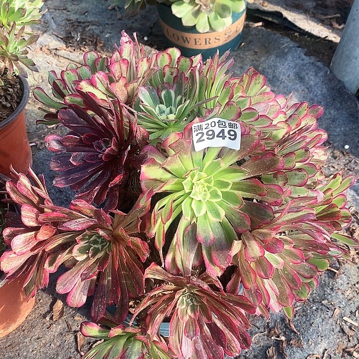 2949 一颗同花顺法师