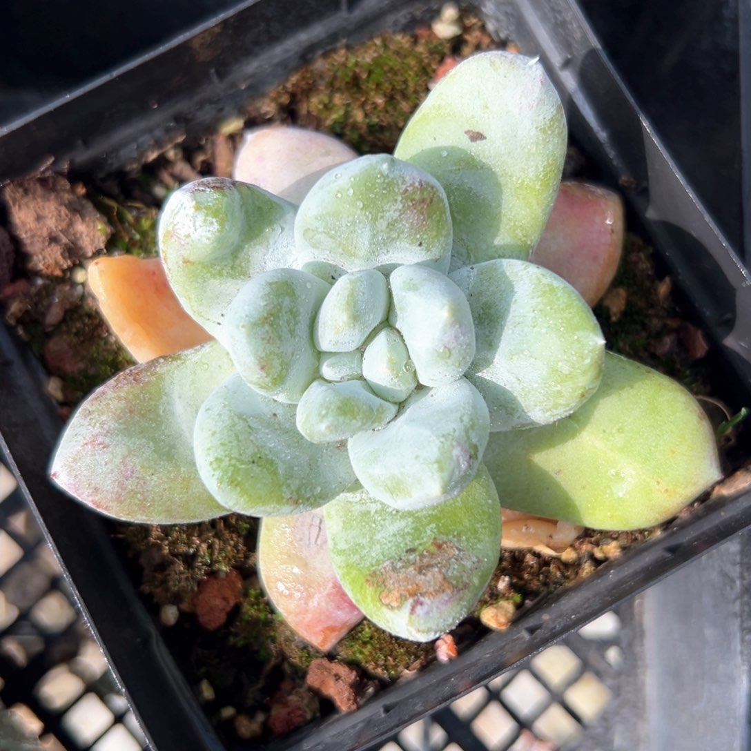 拇指仙女杯（满38包邮）多肉