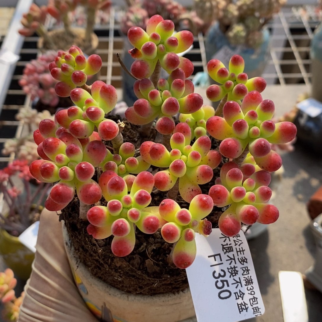 乙女心350/10cm散