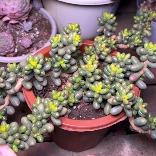 用****笑多肉植物的植物