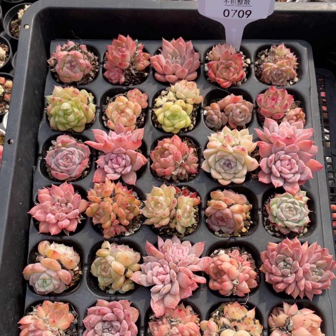 不包整散 盆子不售后0709