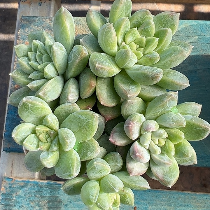 五头青璃，带锦11111