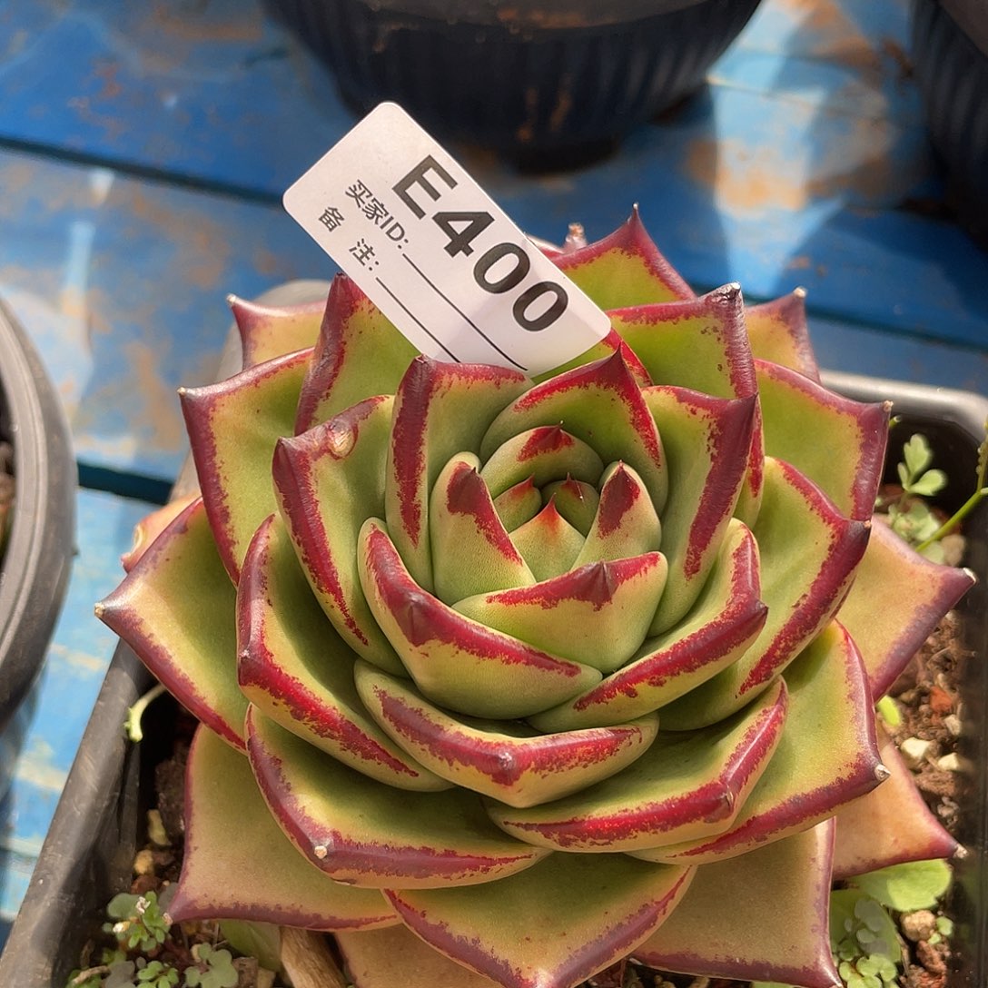 若如东云单拍E400