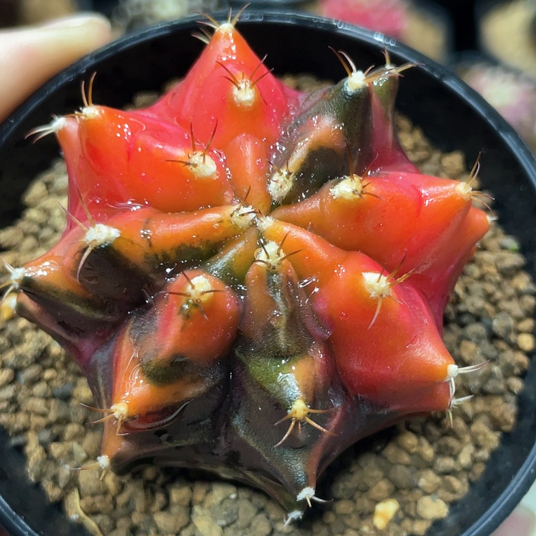 泰系实生根，乌贼B