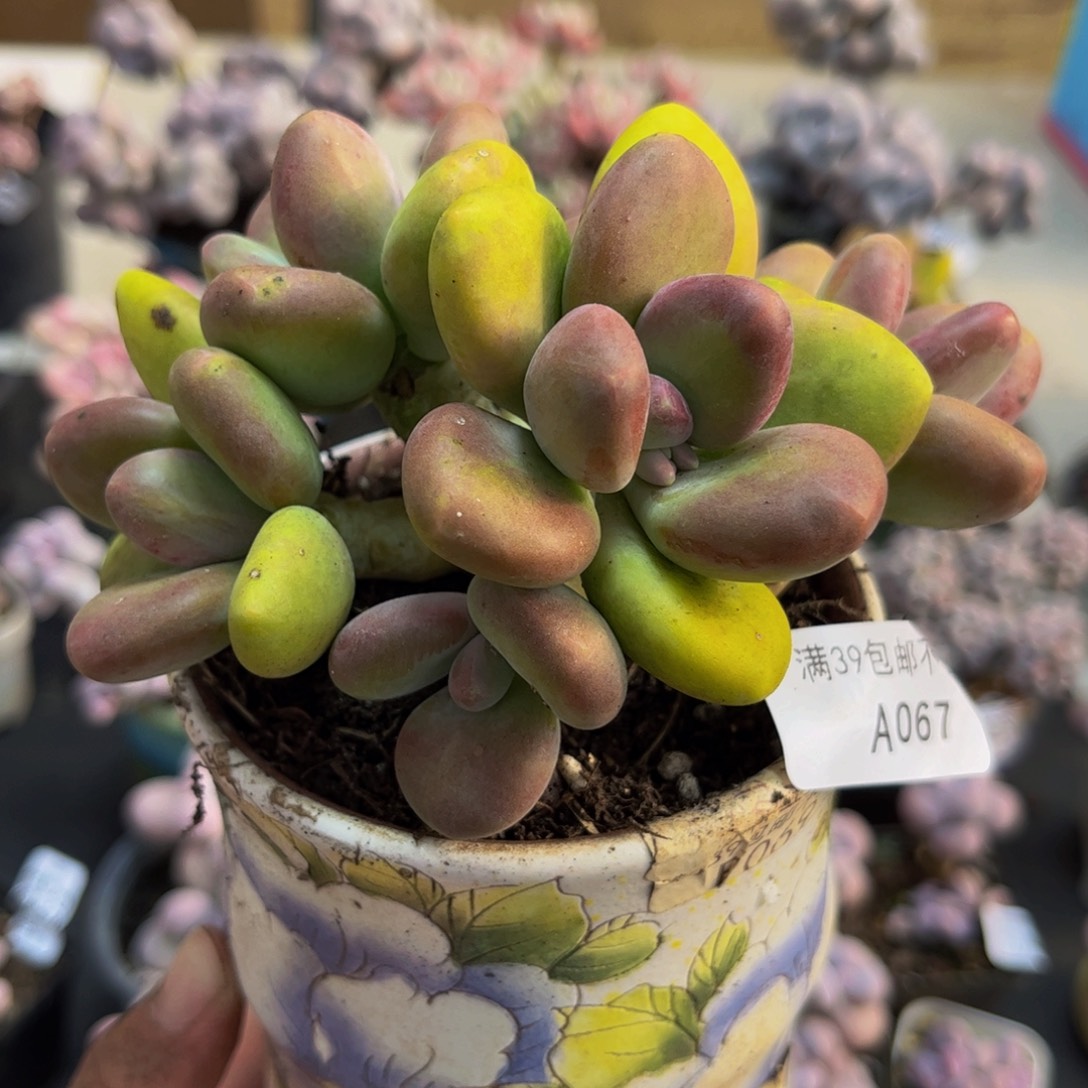 067/10cm芒果奶多肉植物