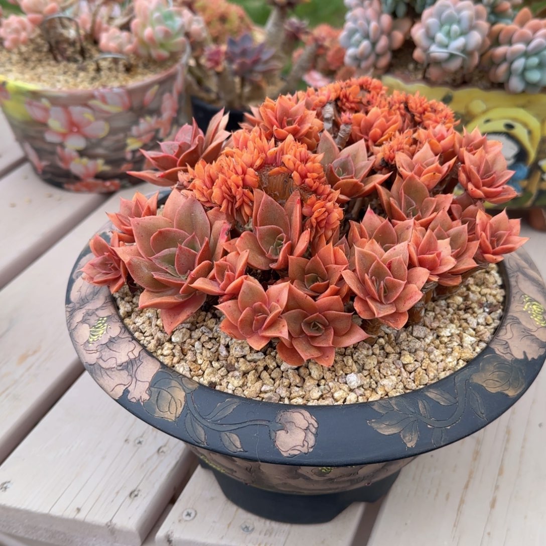 蒙娜丽莎蒙娜丽莎