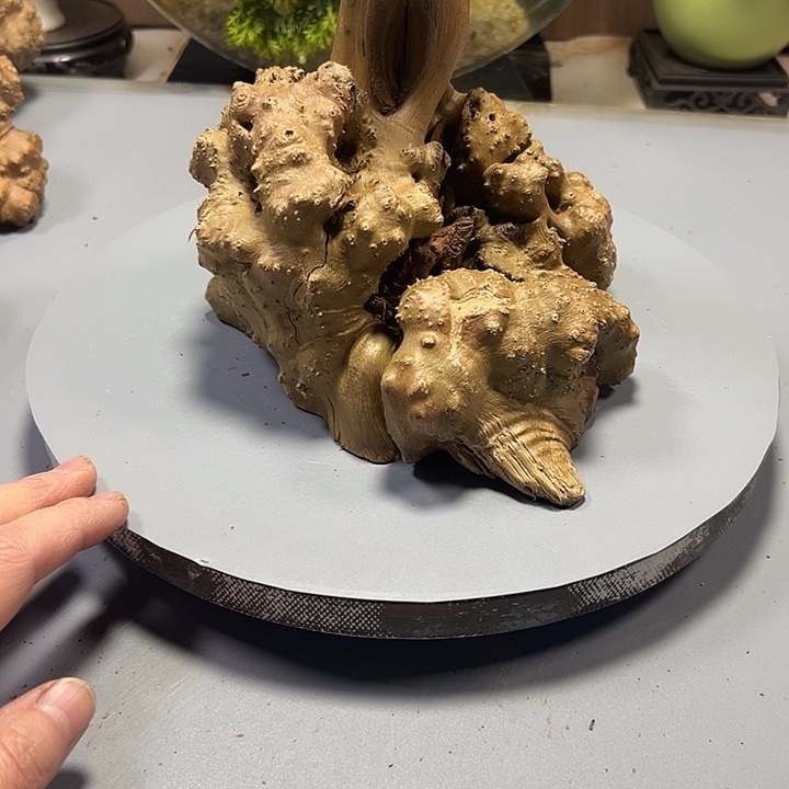 用***6大果紫檀（缅甸花梨）