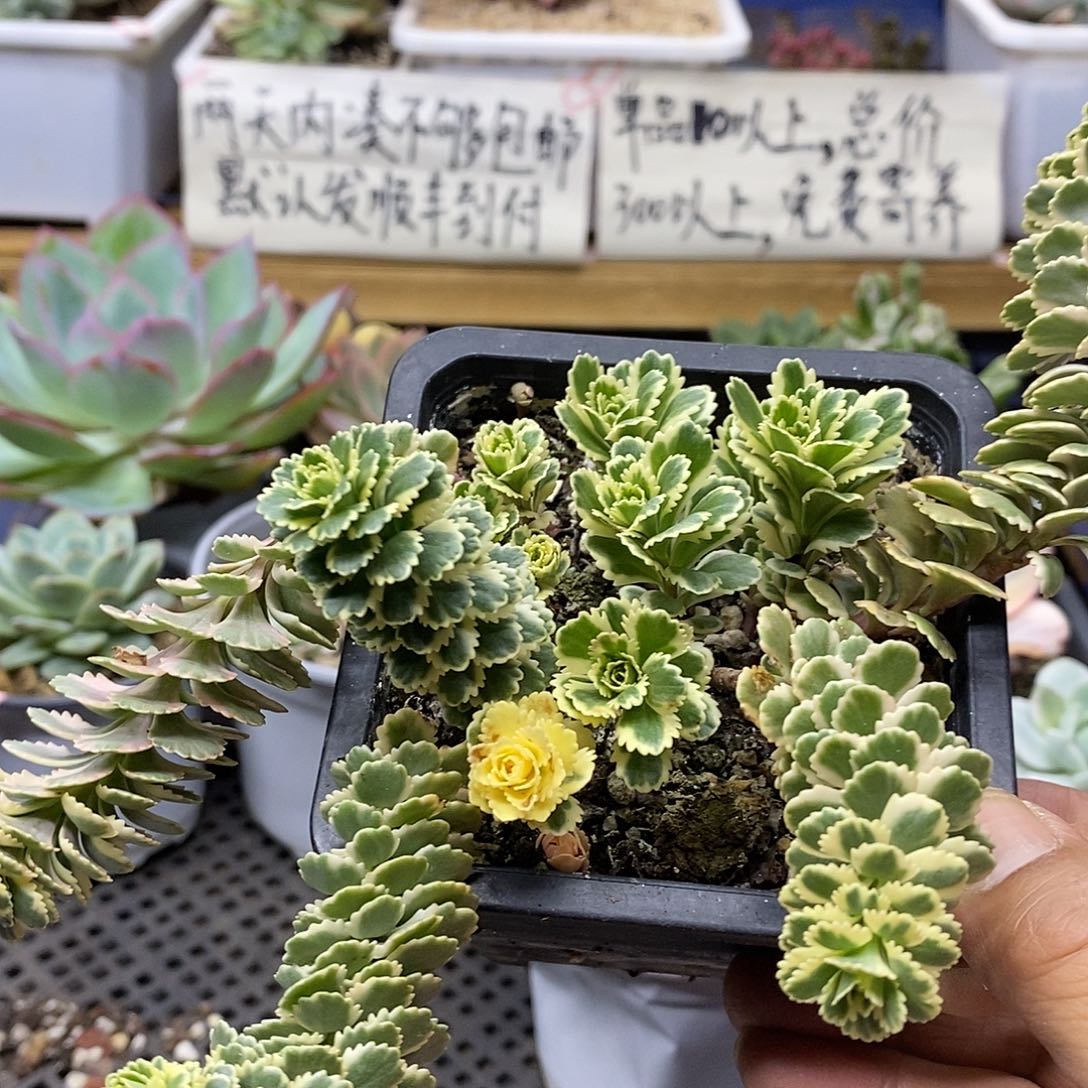 1512 亚特兰蒂斯