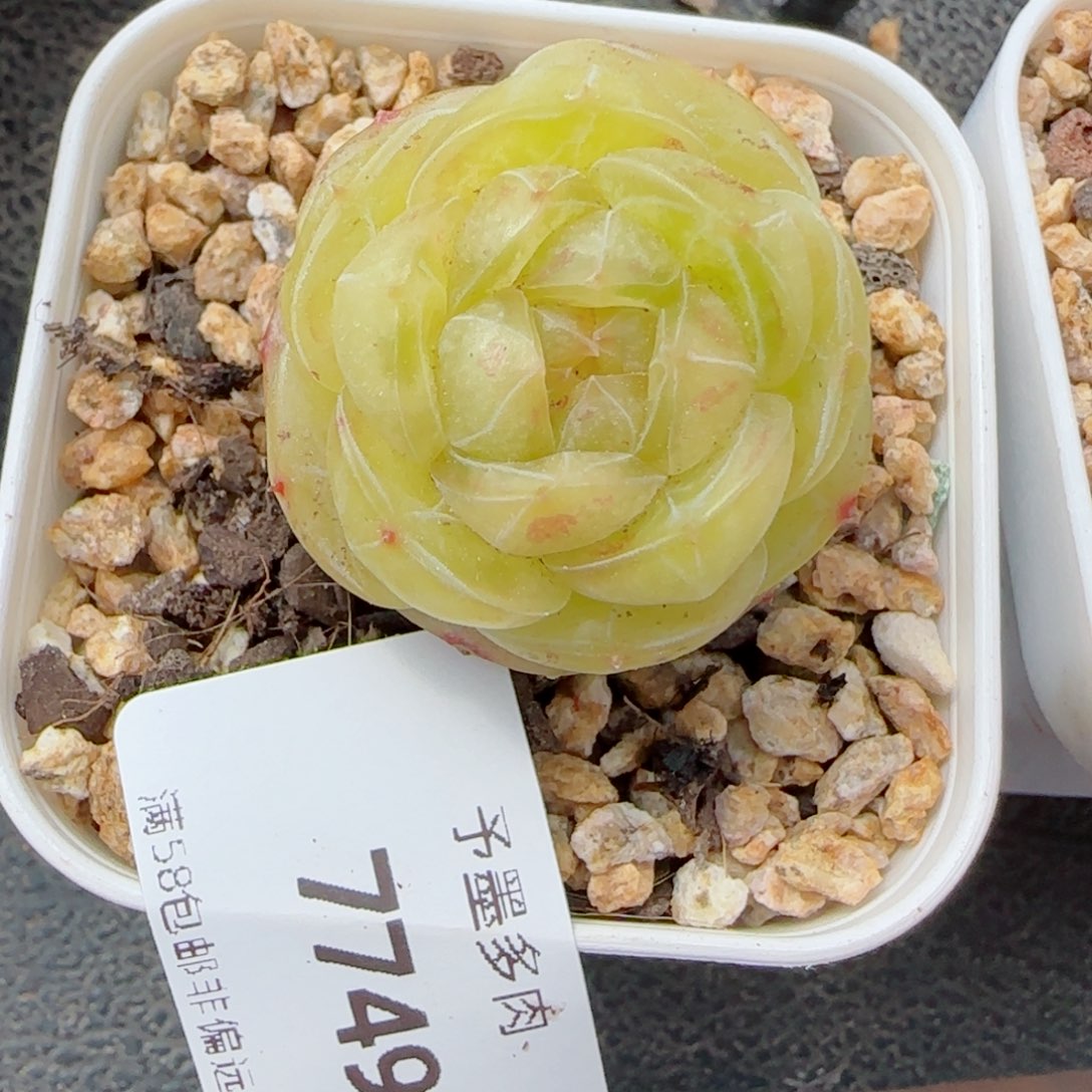 素素，7749多肉植物