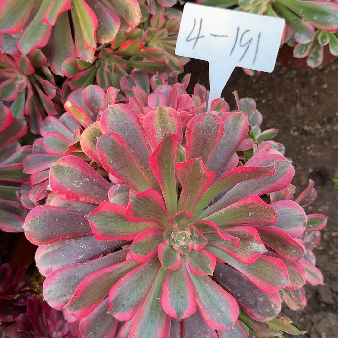 4-191桃夭多肉法师多肉