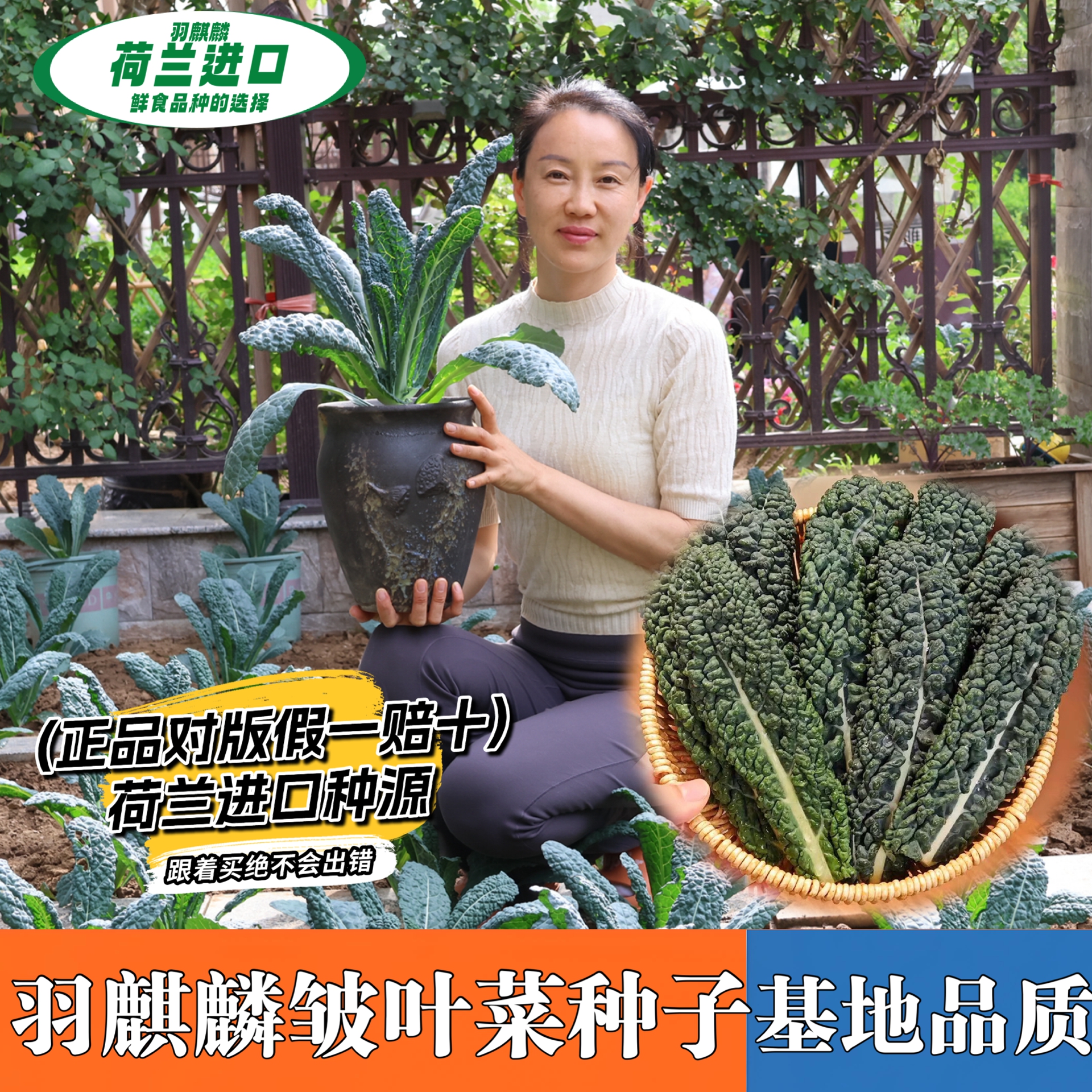 【进口皱叶菜种子】羽麒麟2号 鲜食皱叶菜种籽