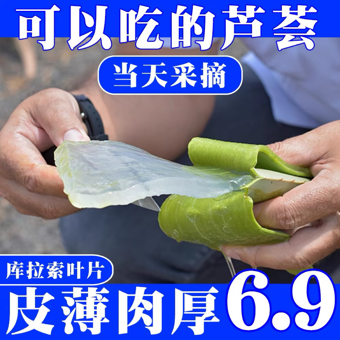 大叶片食用芦荟叶片美容专用库拉索芦荟盆栽绿植多肉植物灌肤补水