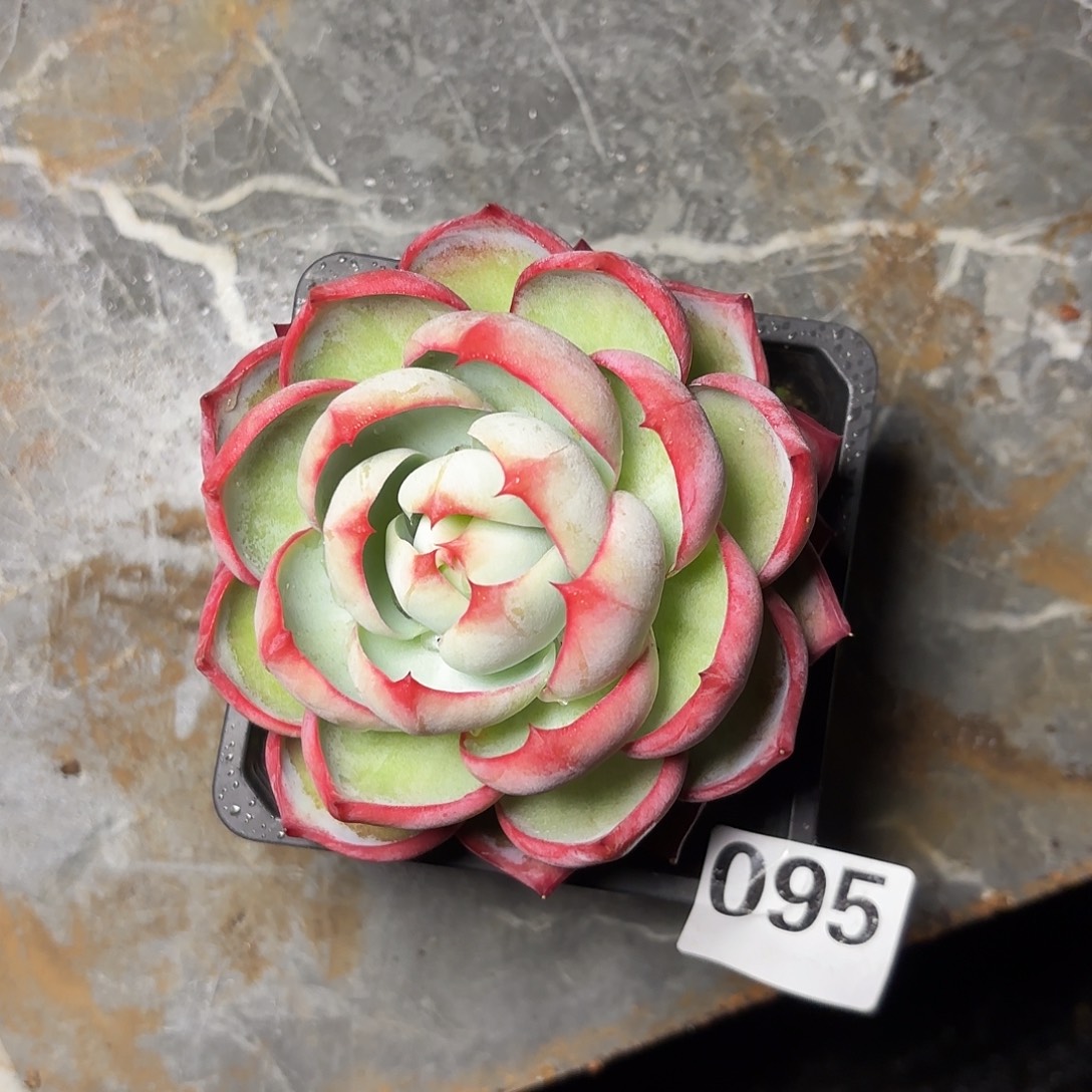 晓****095惊鸿一颗包邮包邮