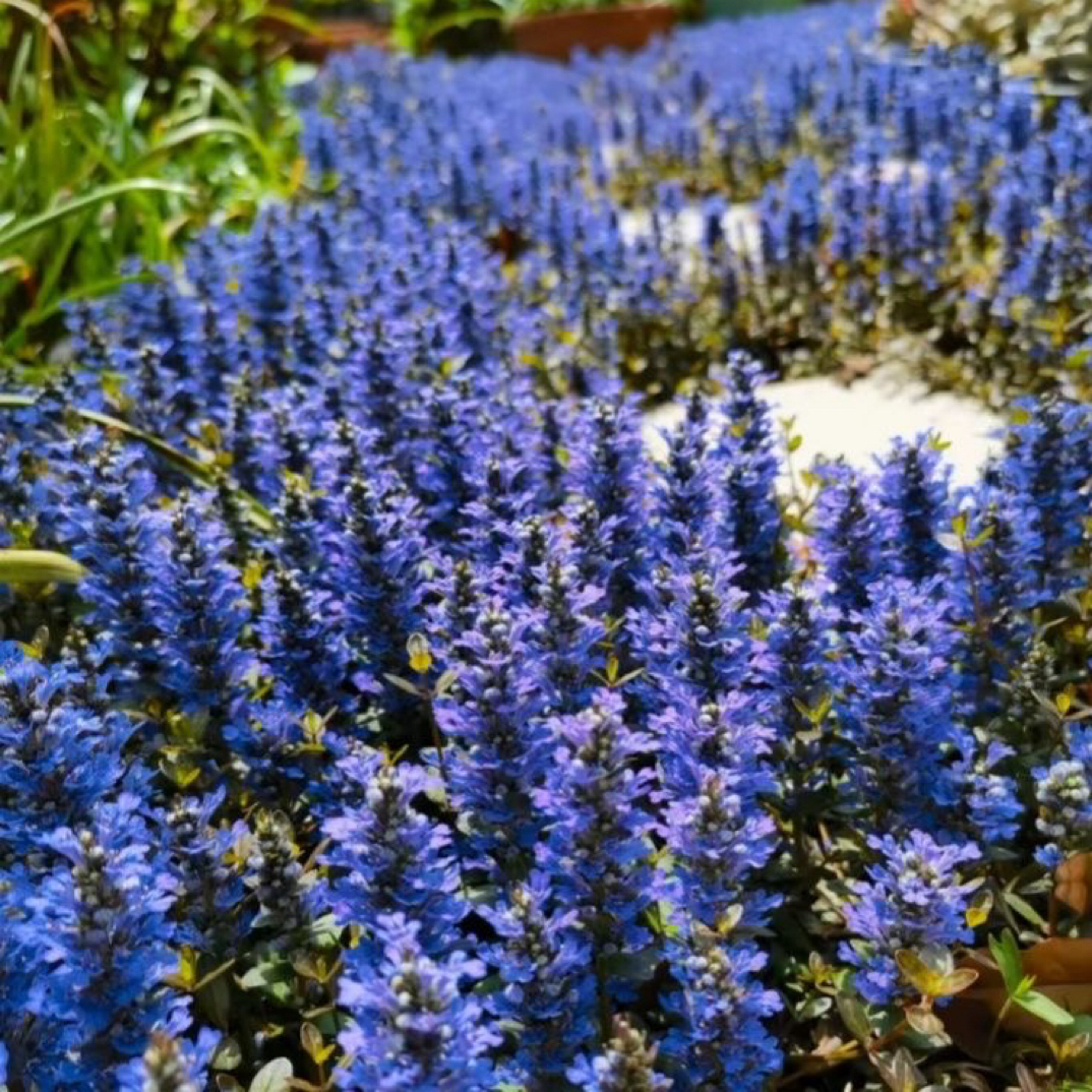 姬十二单筋骨草室内阳台耐寒庭院多年生盆栽花卉新鲜耐热鲜活花境