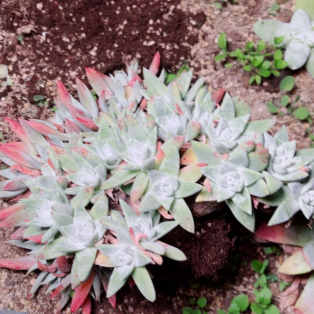 1093苹果白菊多肉
