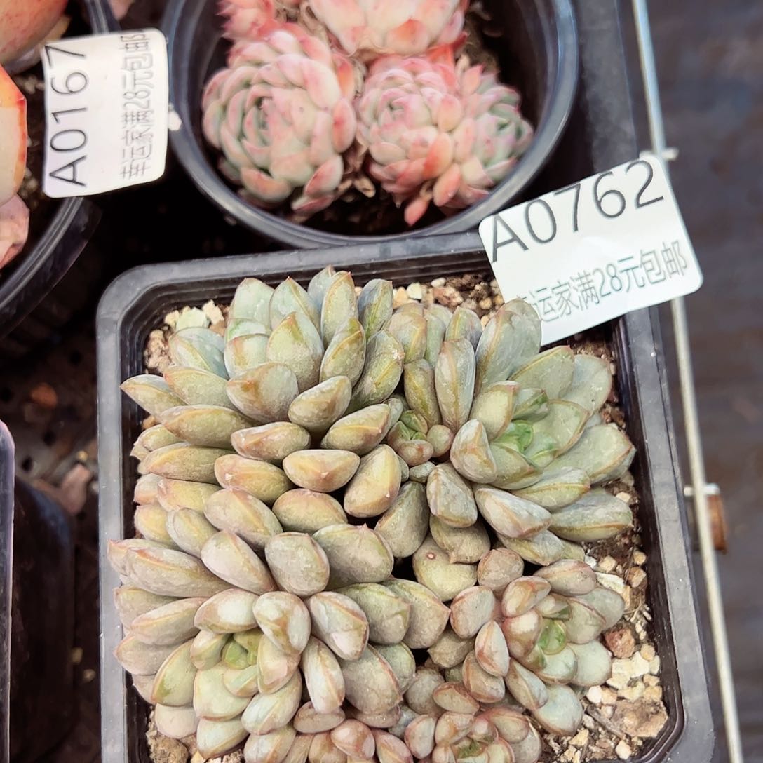 幸运的是我的朋友