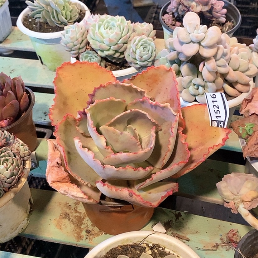 【闪购商品】蓝色妖姬15216