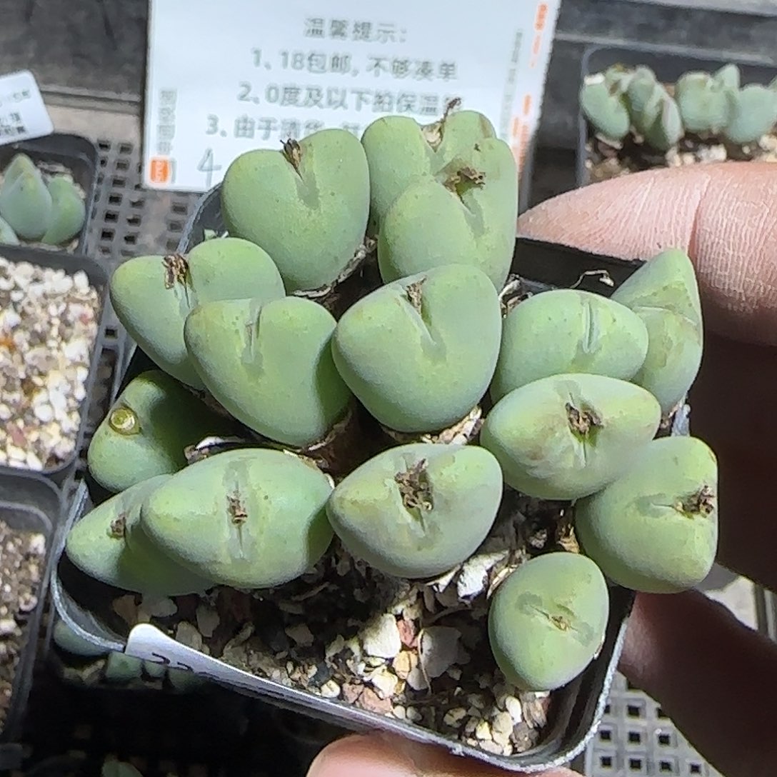 230号，清货，18包邮