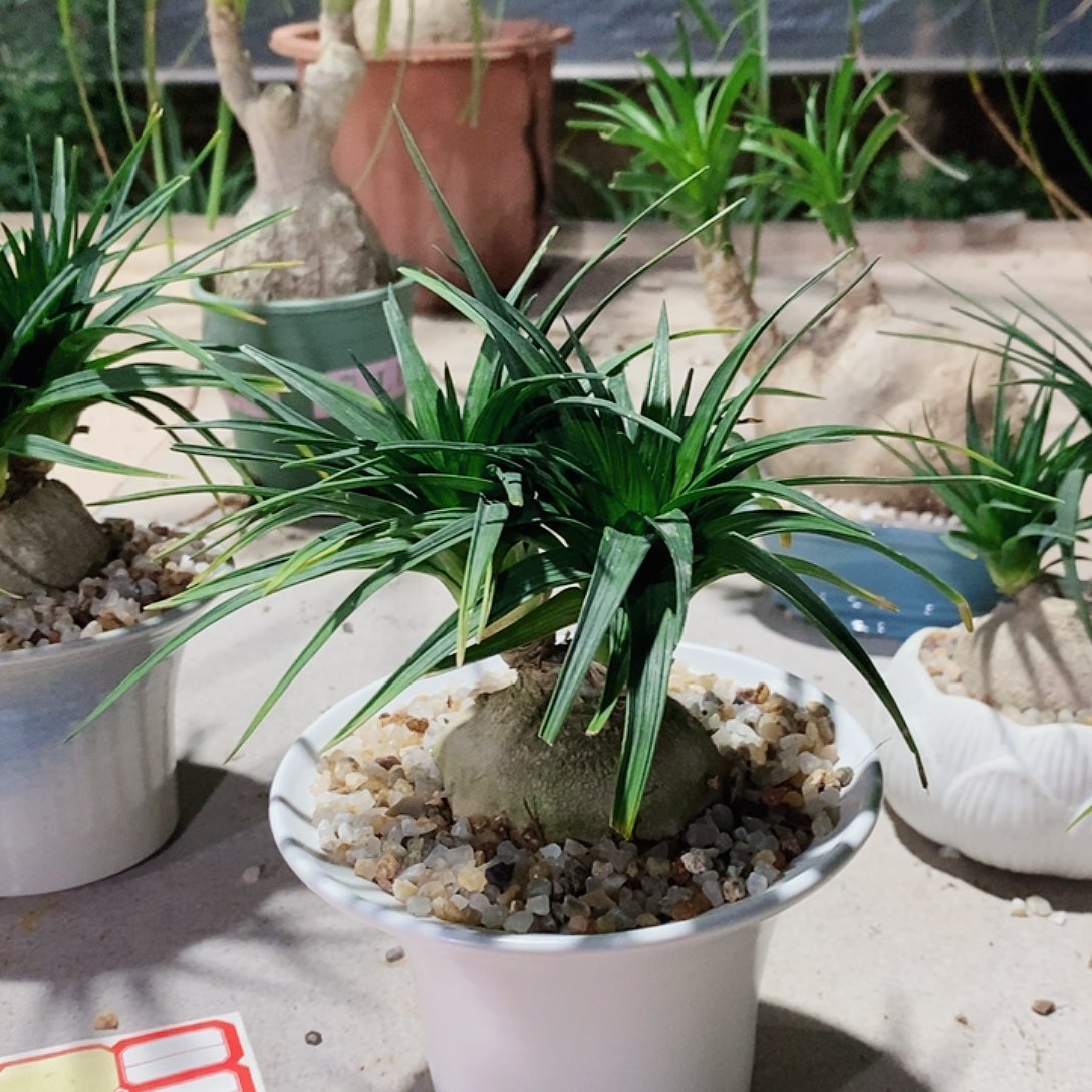 用***4无花朵菠萝叶酒瓶兰