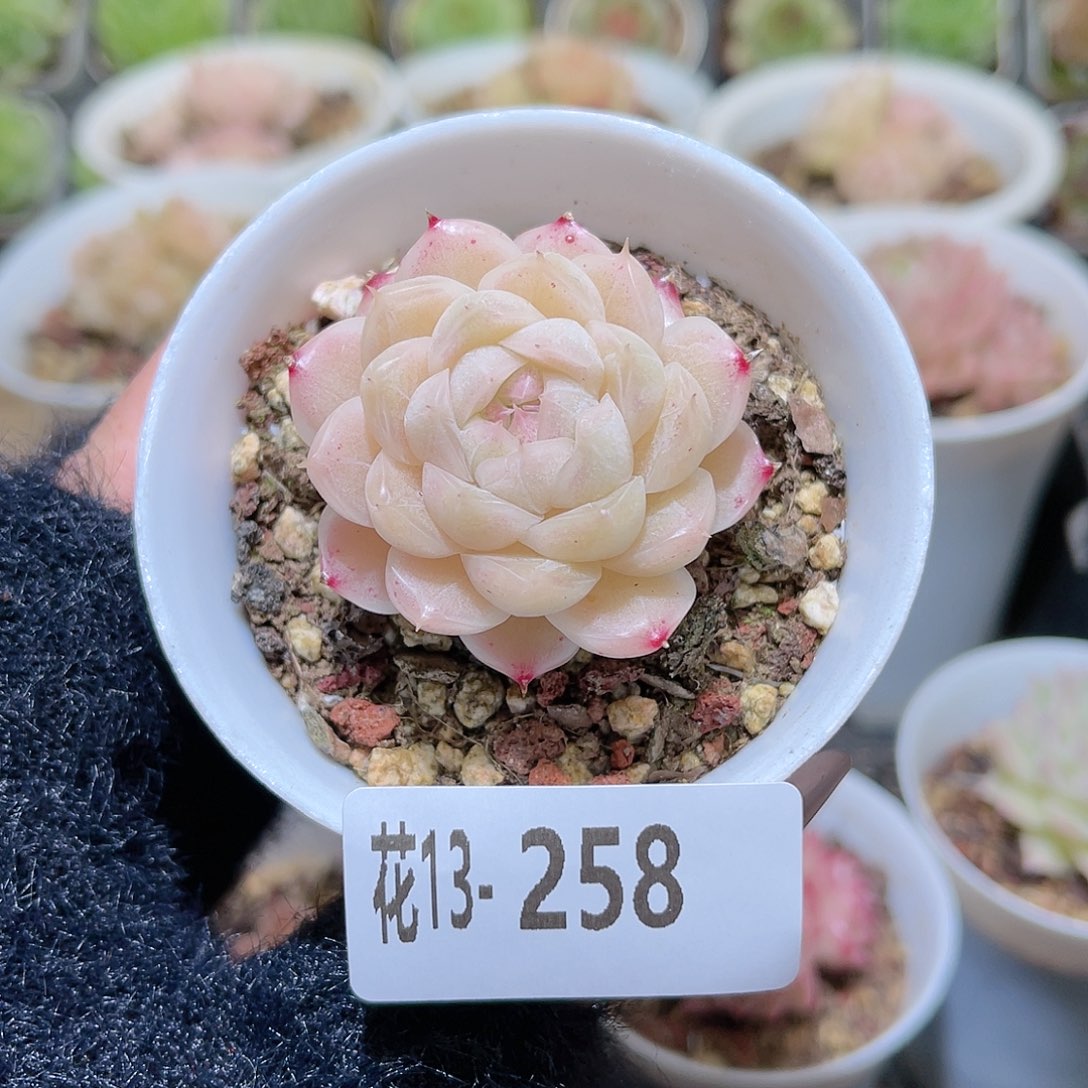 花利美13-258麦秆