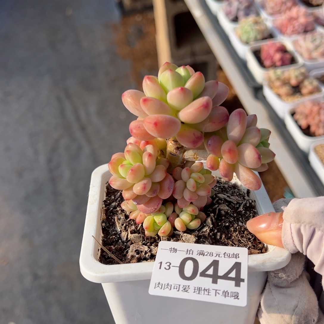 香格里拉多肉多肉多肉多肉多肉