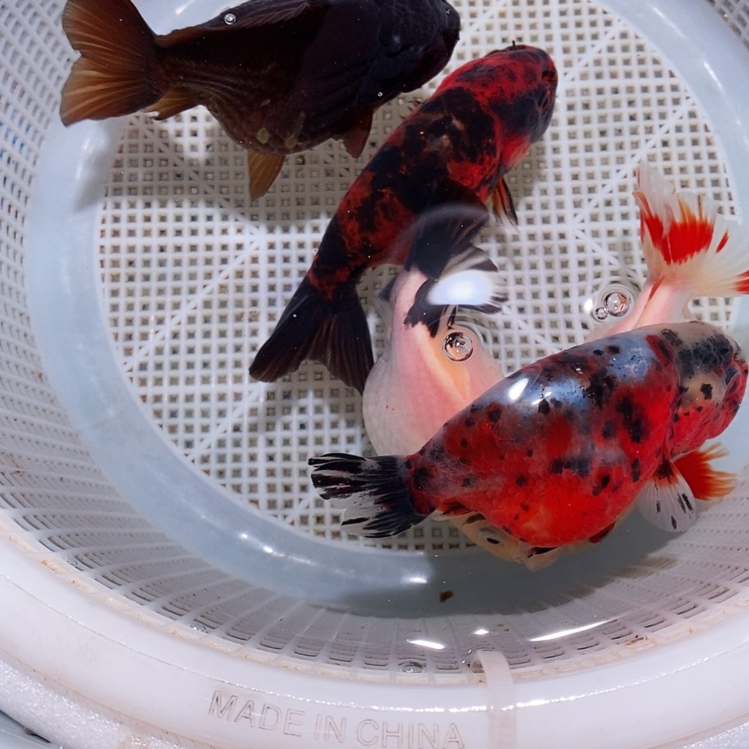 哆***孟海水鱼玛丽兰寿一组5条