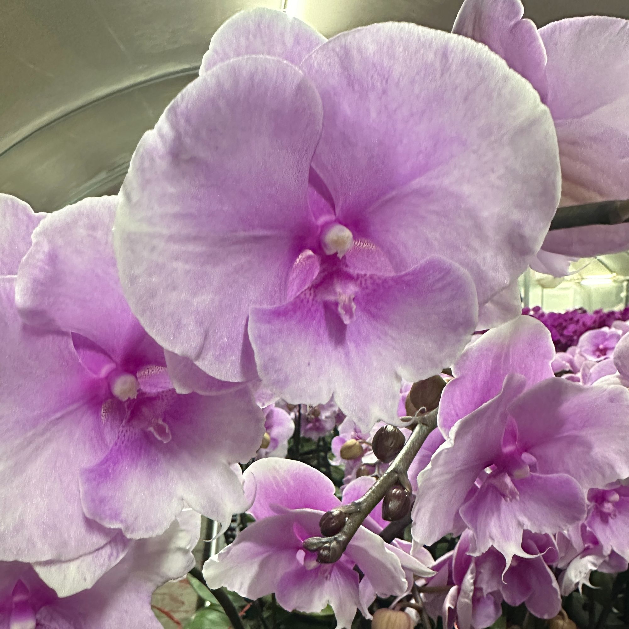 花悦里【粉迷雾】粉色大花带花室内花花  广州花卉源头基地