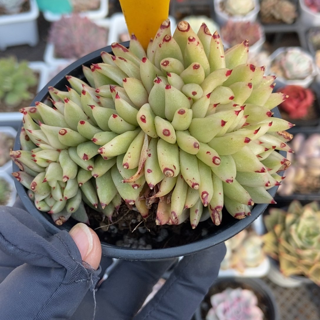 569爱克魂缀多肉植物保护