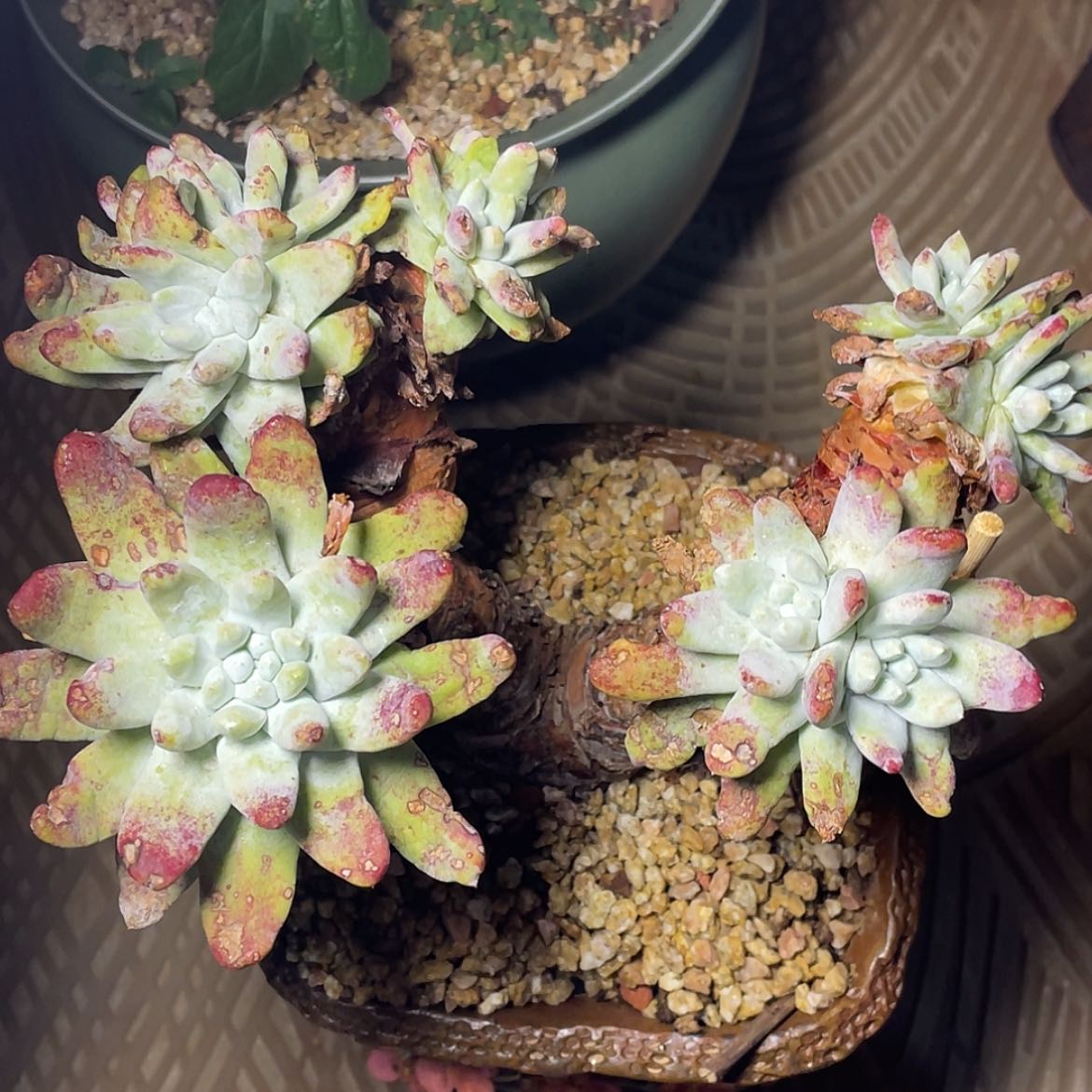 【闪购商品】拇指老庄9头