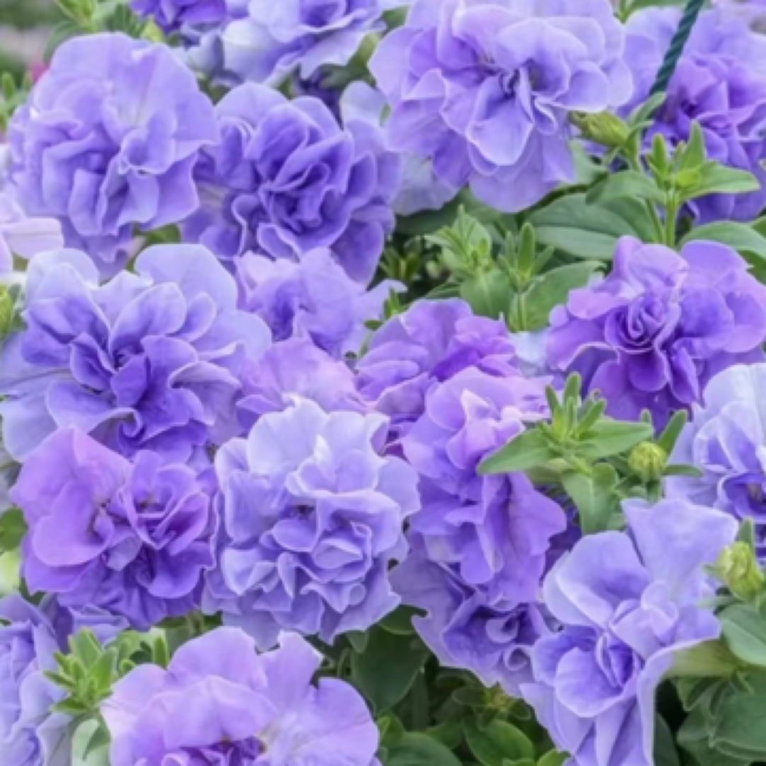 重瓣矮牵牛拍2盆送肥料阳台庭院花园地栽新手好养护四季开花