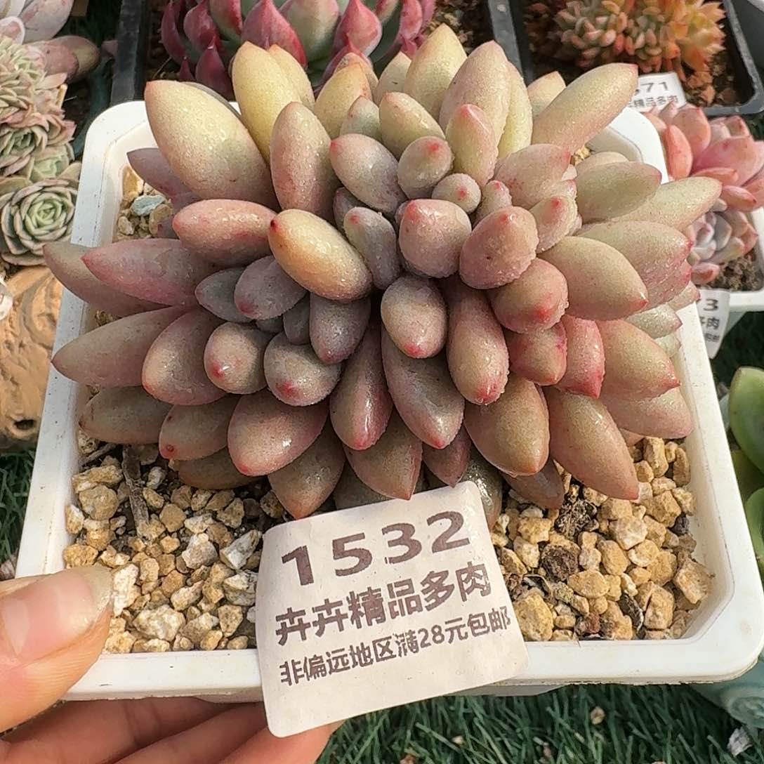 1532一物一拍（满28包邮）